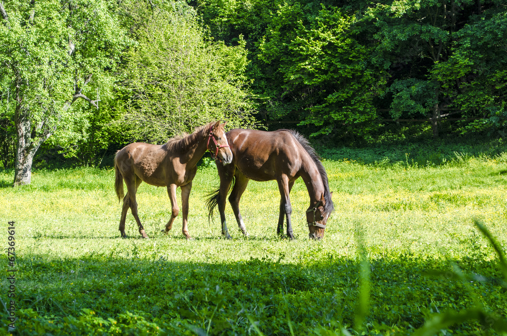 Horses