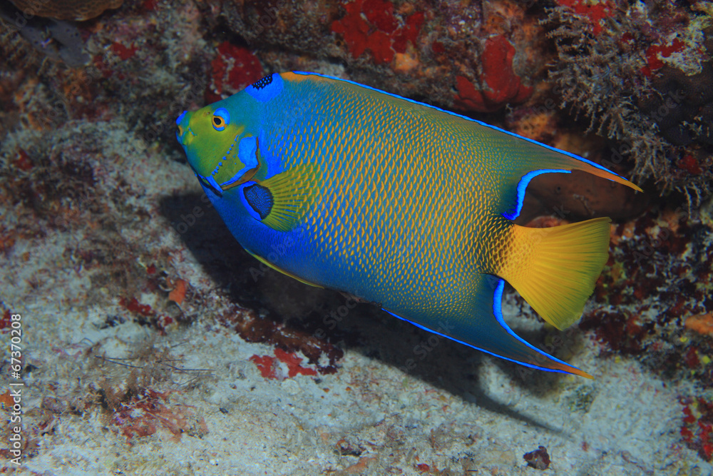 Obraz premium Queen angelfish