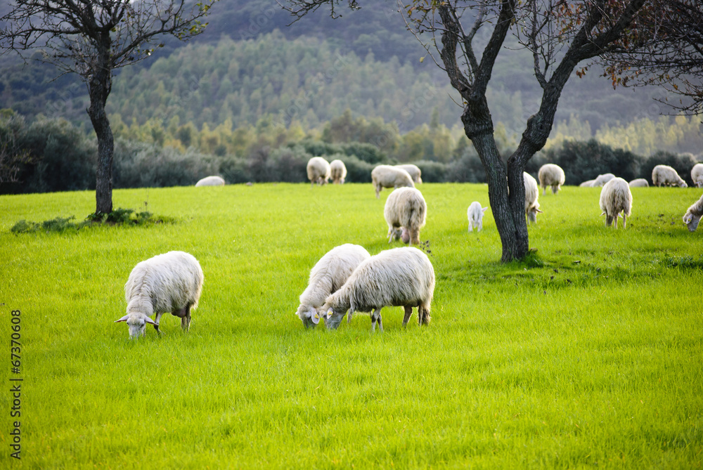Fototapeta premium Sheep grazing