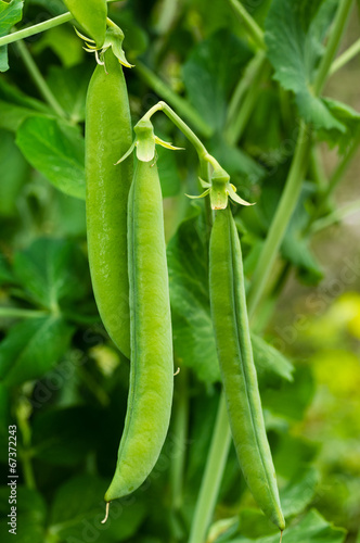 Green pea pods on a pea plant