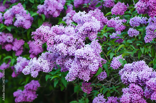 Branch of lilac flowers