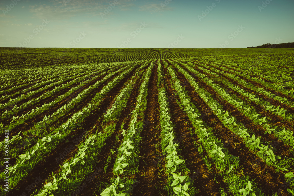 Spring field Spring field