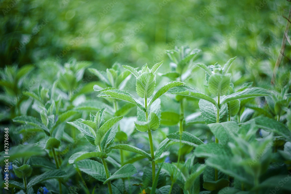 Fresh mint leaves