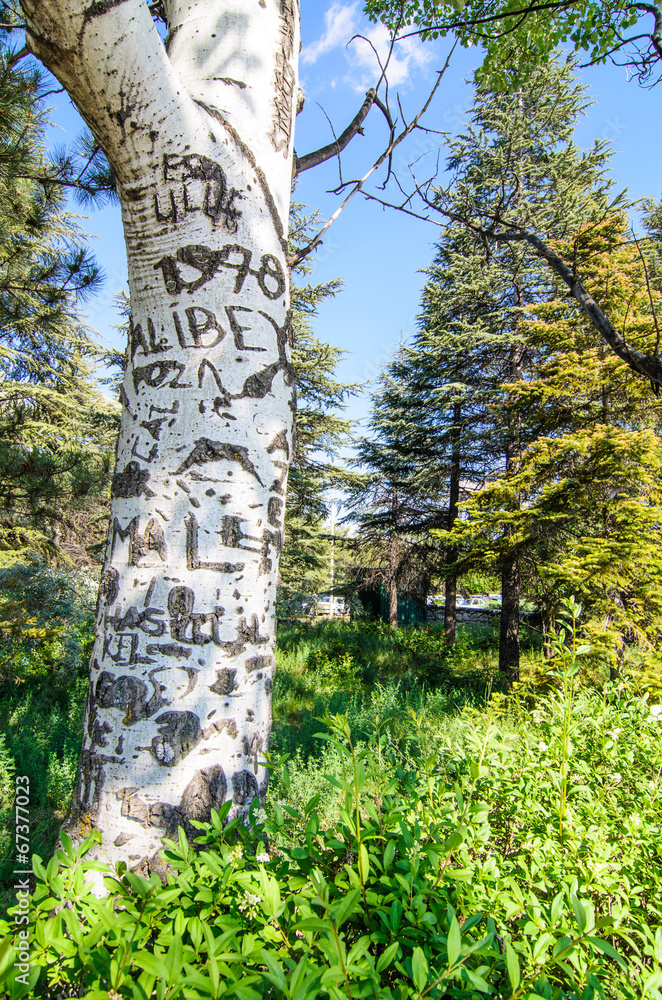Fototapeta premium writings on the tree trunk at park