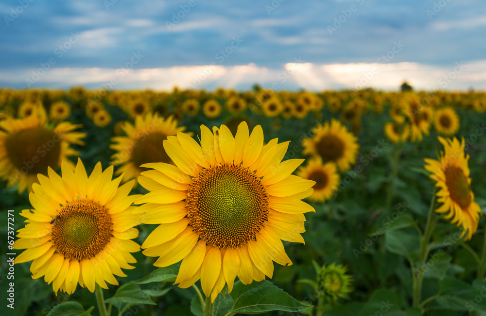 Sunflower fields on a stormy day Sunflower fields on a stormy day