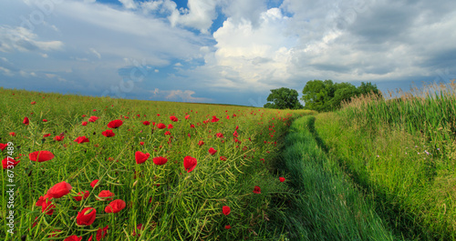 Field of wild red poppies on a summer day