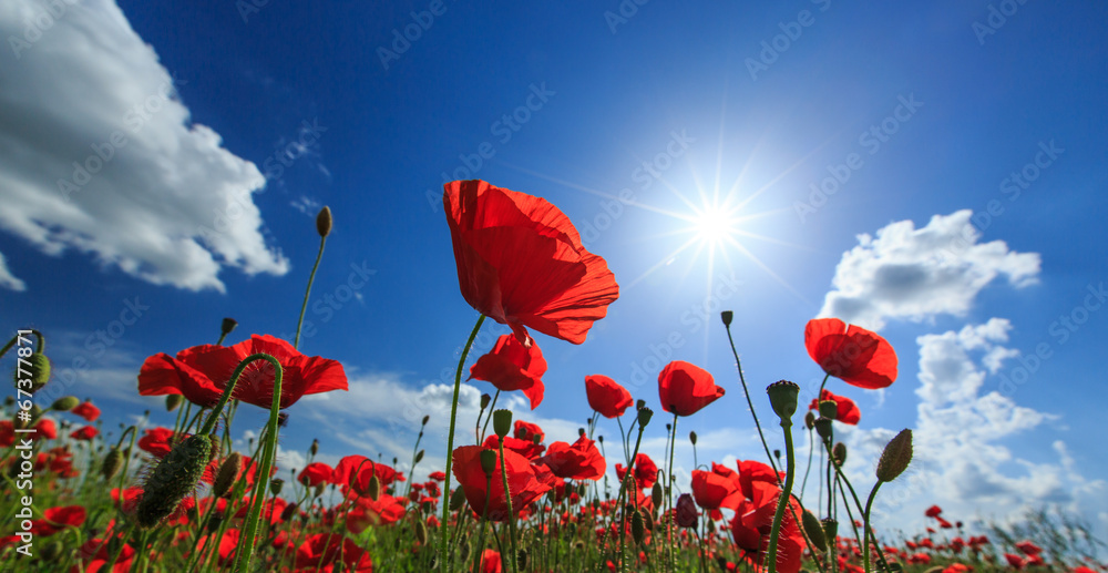 Obraz premium Field of wild red poppies on a sunny summer day