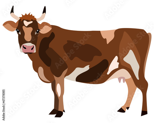 Cow