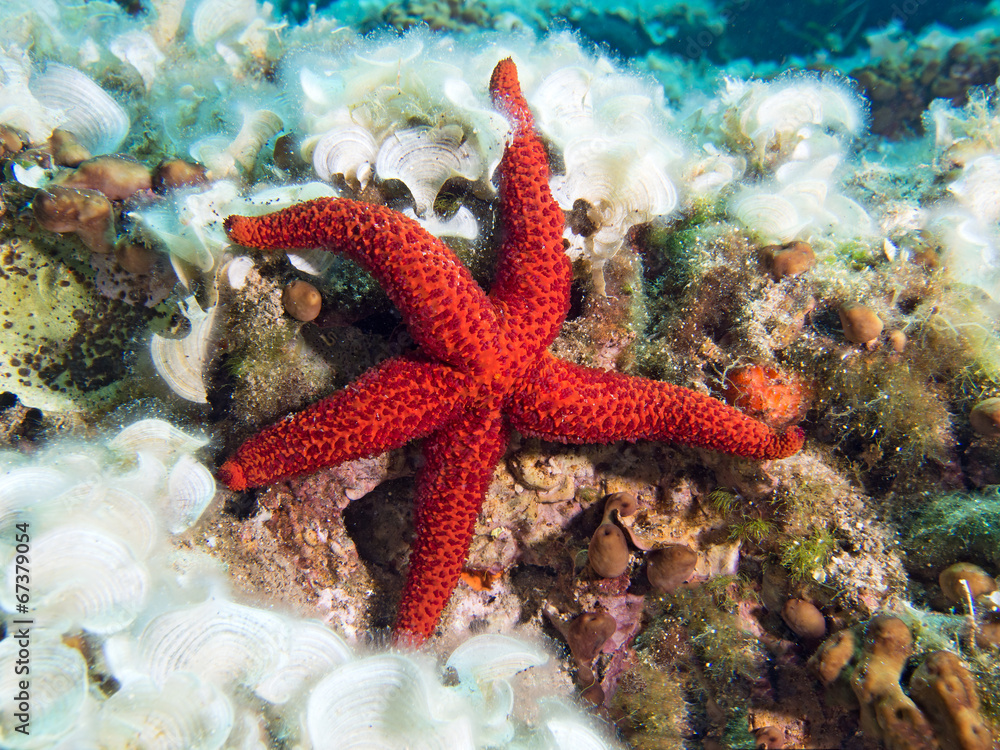 Underwater Photograph of a Red Starfish Underwater Photograph of a Red Starfish