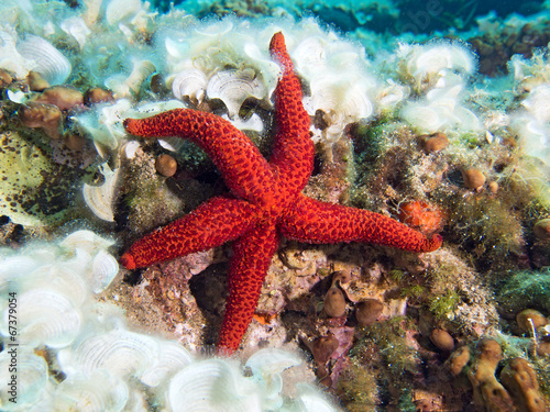 Underwater Photograph of a Red Starfish