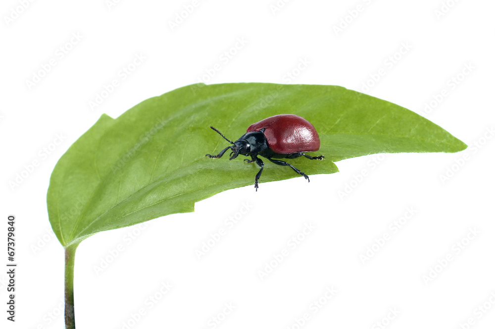 Beetle on green leaf isolated on a white background.