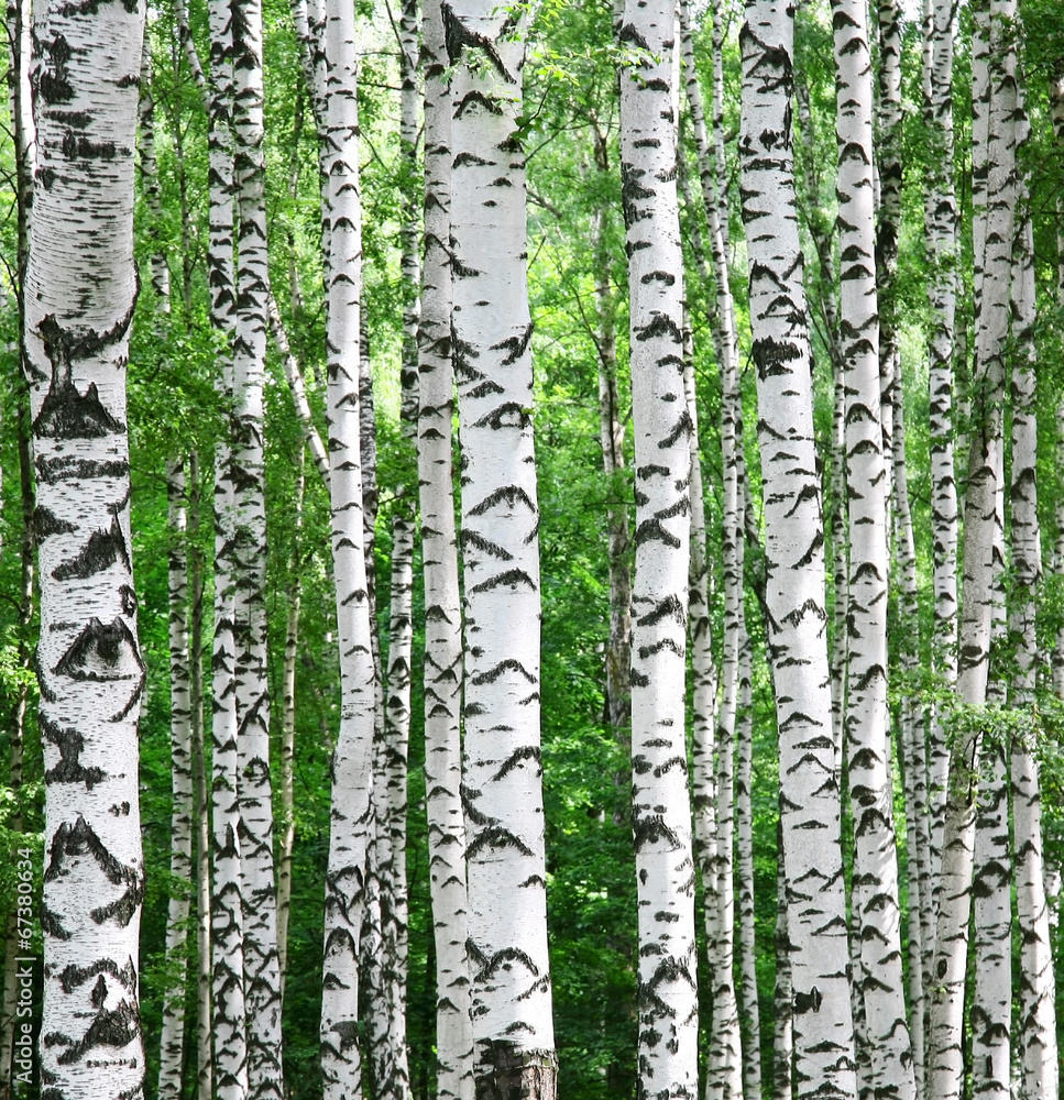 Obraz premium Birches background