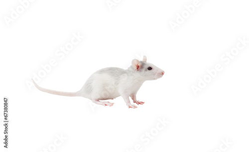 cute rat on a white background isolated