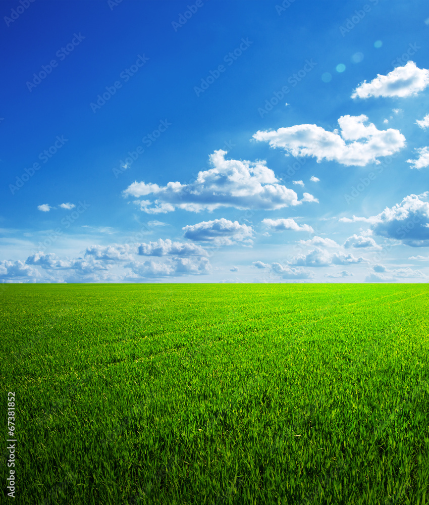 field of spring grass and beautiful sky field of spring grass and beautiful sky