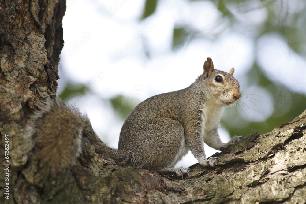 Portrait of american grey squirrel Portrait of american grey squirrel