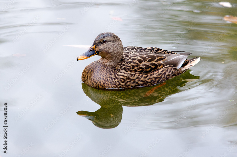 duck on the lake duck on the lake
