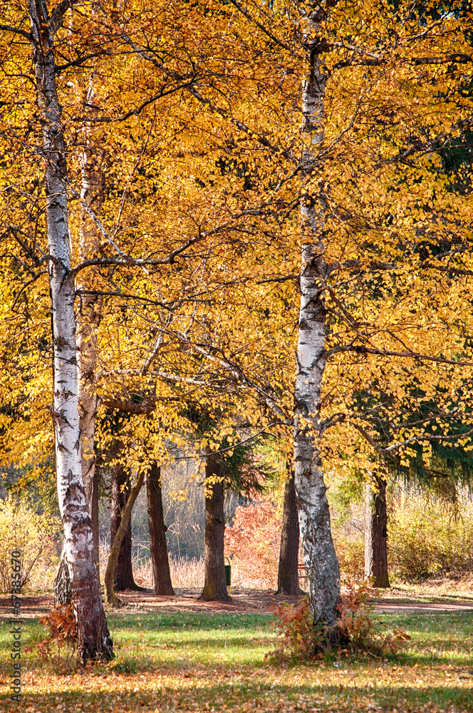 Beautiful autumn landscape - white birch trunks and branches