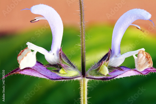 salvia sclarea photo