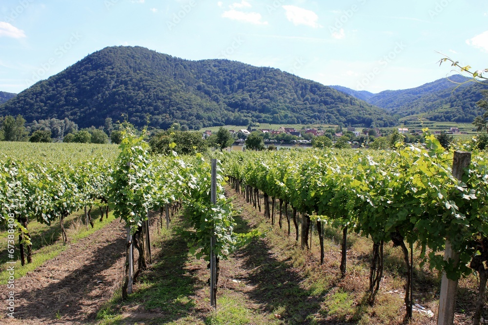 Grape vines at winery in Austria, Wachau Valley