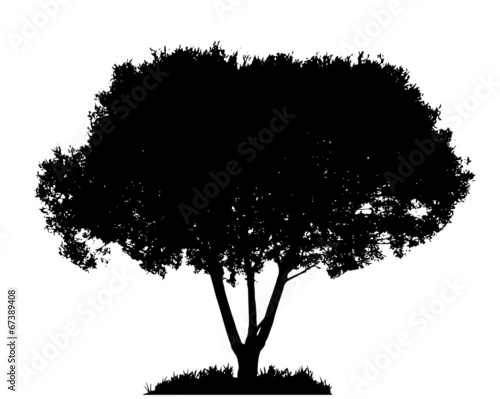 Tree Silhouette Isolated on White Backgorund. Vecrtor Illustrati