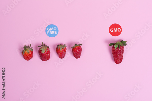 GMO and GMO free strawberries on pink background