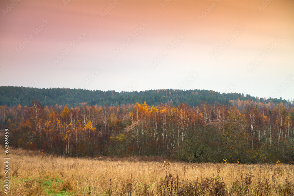 Forest in late autumn