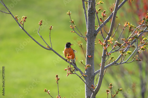 Robin bird on the branch of a tree © SNEHIT PHOTO