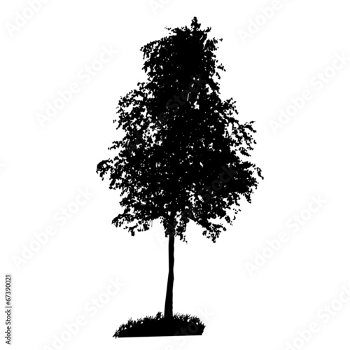 Tree Silhouette Isolated on White Backgorund. Vecrtor Illustrati