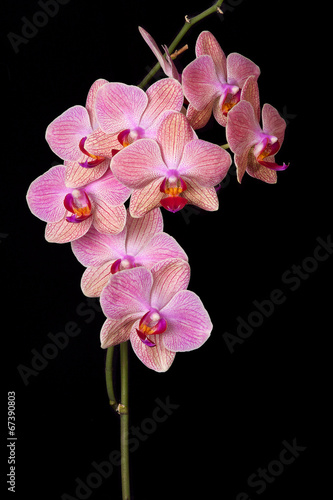 Fototapeta Naklejka Na Ścianę i Meble -  Pink orchid