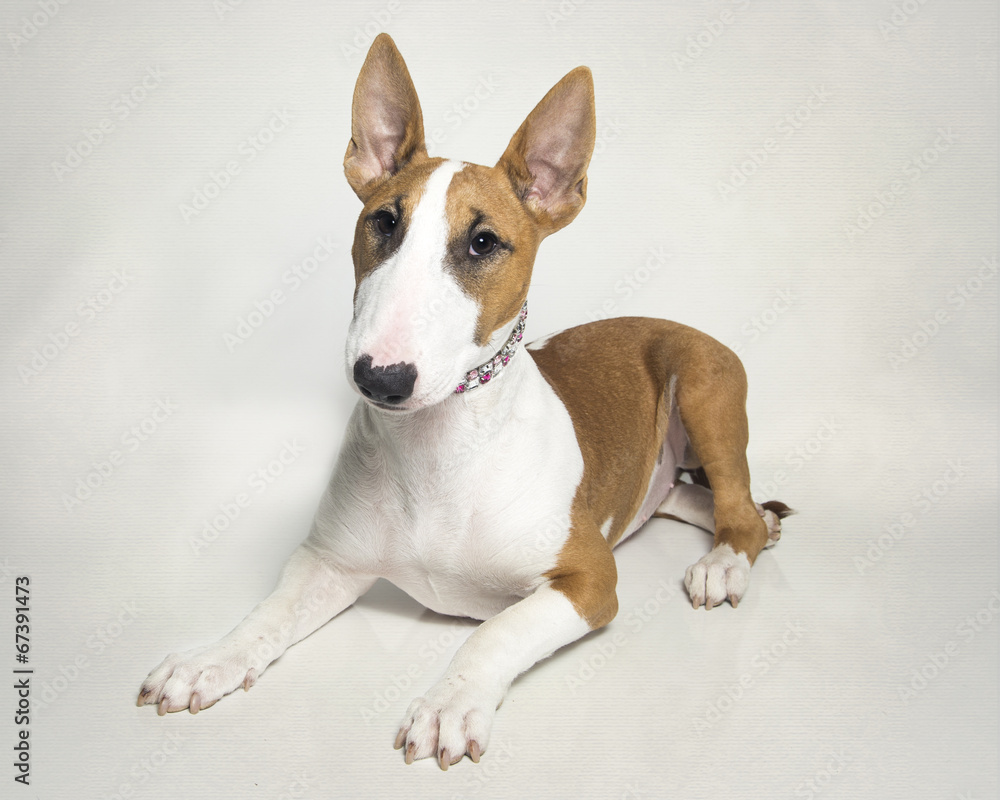 Red bull terrier puppy posed