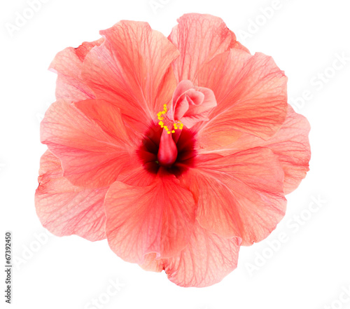 Red Hibiscus flower, close-up, isolated on white © Africa Studio