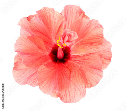 Red Hibiscus flower, close-up, isolated on white