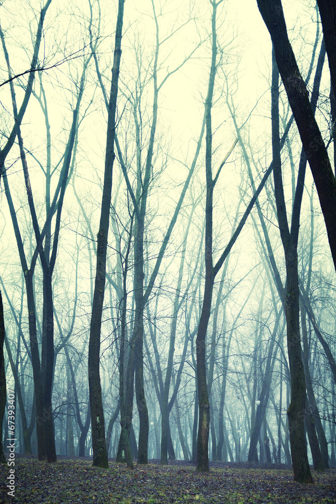 Obraz premium forest in the fog