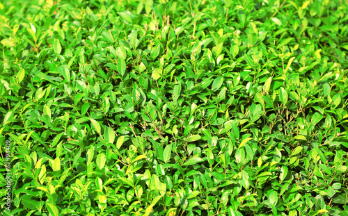 Beautiful green bush close up