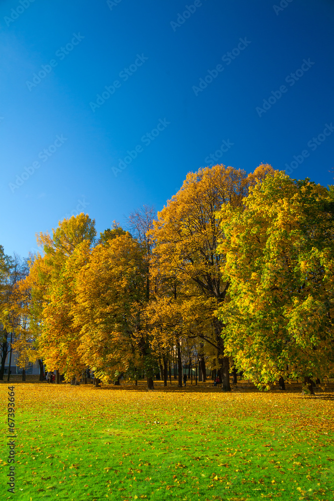 Fototapeta premium Beautiful meadow in the park