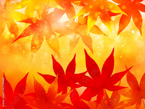 もみじ　紅葉　背景