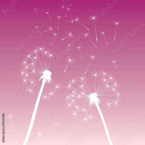 white vector dandelions pink sky