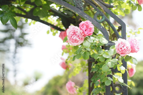 アーチに絡んだバラ