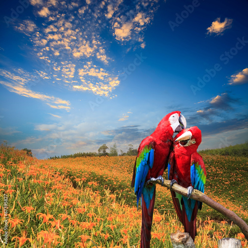The potrait of Blue & Gold Macaw
