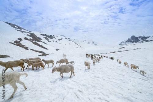 Sheep on snow © khlongwangchao