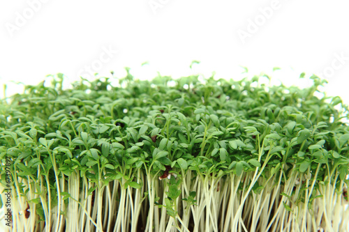 watercress