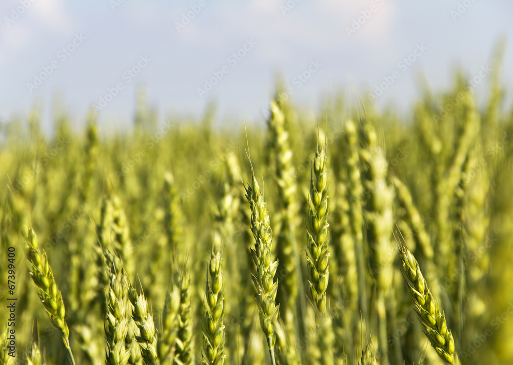 Grain on the field. Grain on the field.