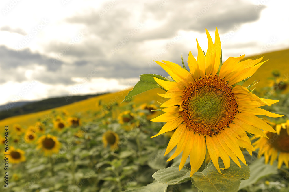 Fototapeta premium Girasole