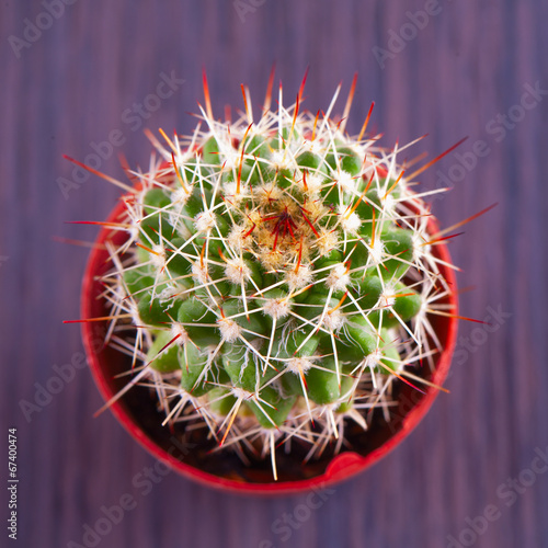 Echinopsis subdenudata photo