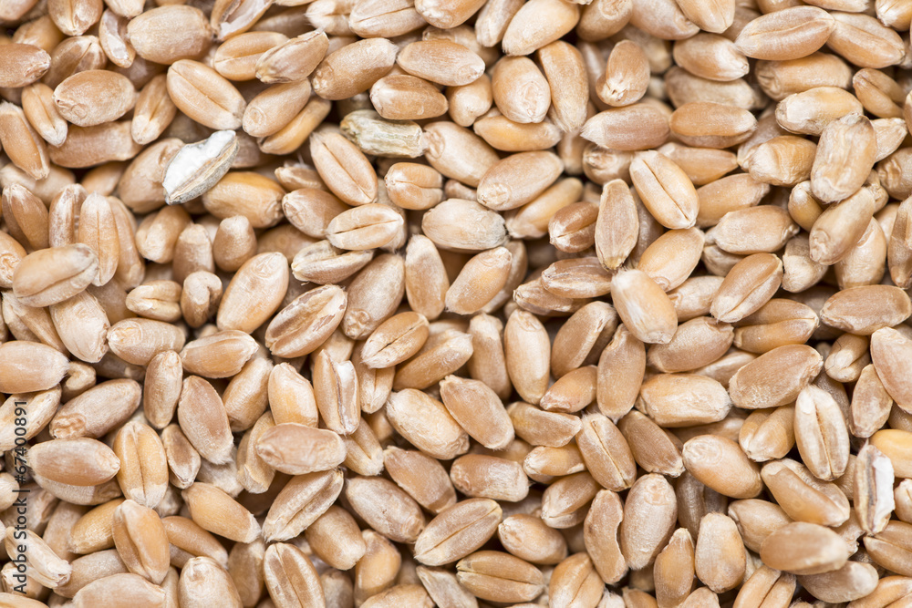 Wheat Grains Background