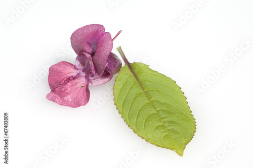 Druesiges Springkraut; Impatiens, glandulifera; Holly; Bachbluet photo