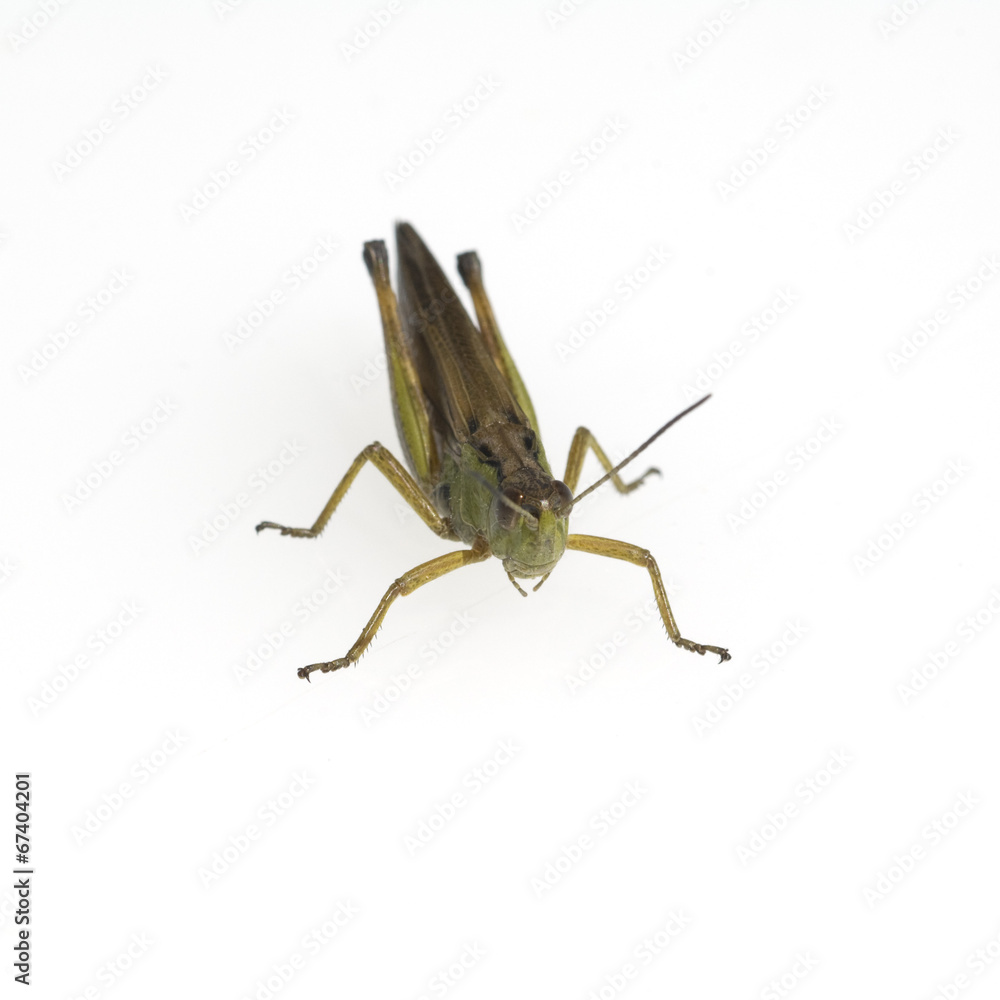 Feldheuschrecke; Chorthippus, biguttulus, Feldheuschrecke; Chorthippus, biguttulus,