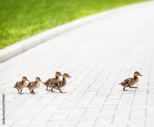 Ducklings go across the road