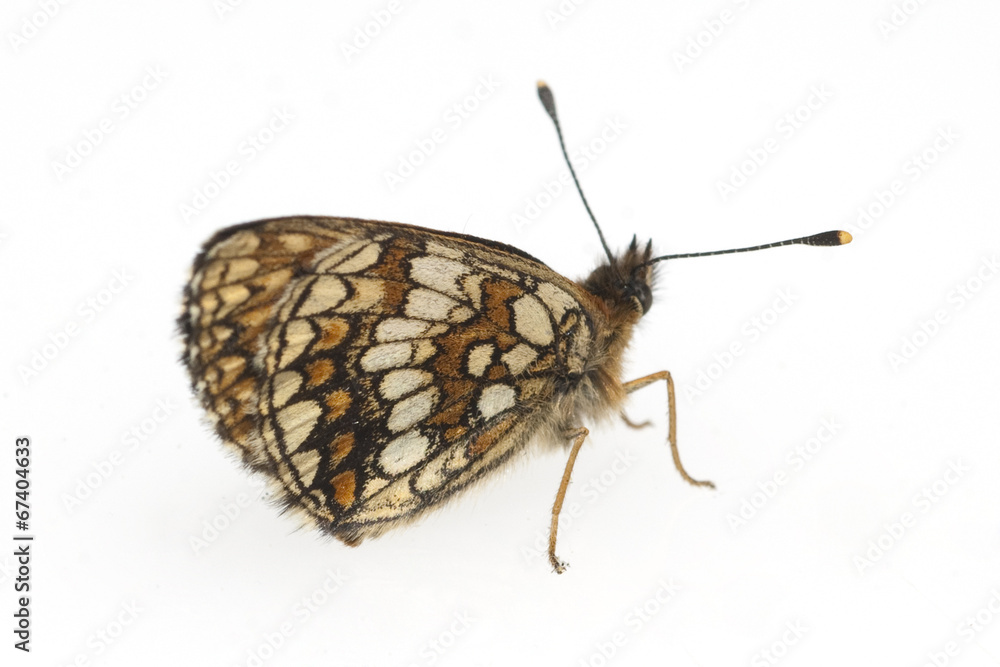 Obraz premium Kleiner, Perlmutterfalter;