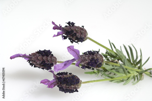 Schopflavendel; Lavandula stoechas; photo